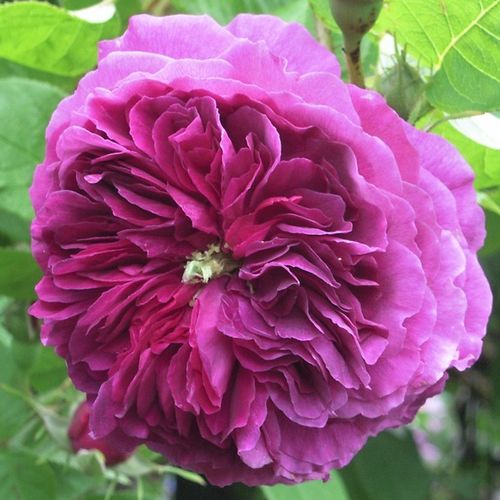 Vendita, rose rose antiche - porpora - Rosa Erinnerung an Brod - rosa dal profumo discreto - Rudolf Geschwind - Si tratta di una Geschwind di color malva con un profumo discreto.